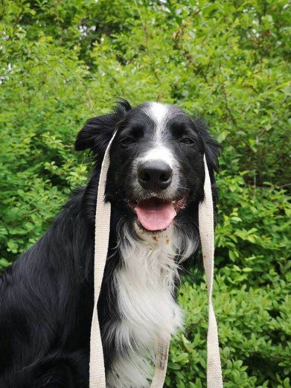 Hempsy – Dog products made from 100% Sustainable Hemp
