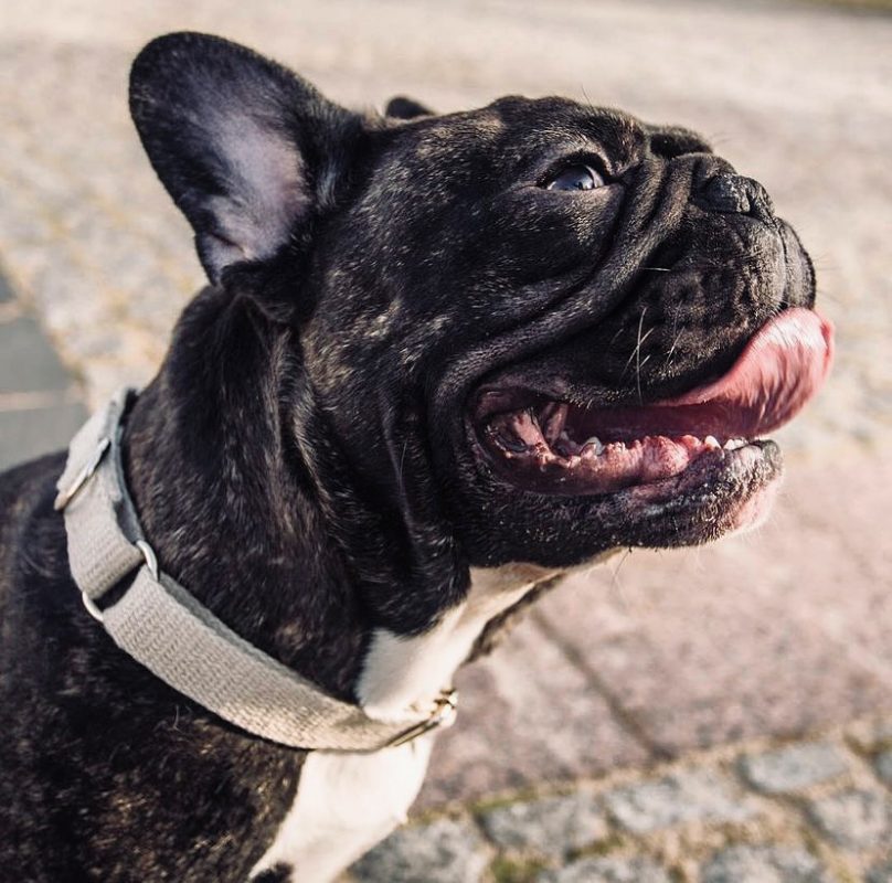 Hempsy – Dog products made from 100% Sustainable Hemp