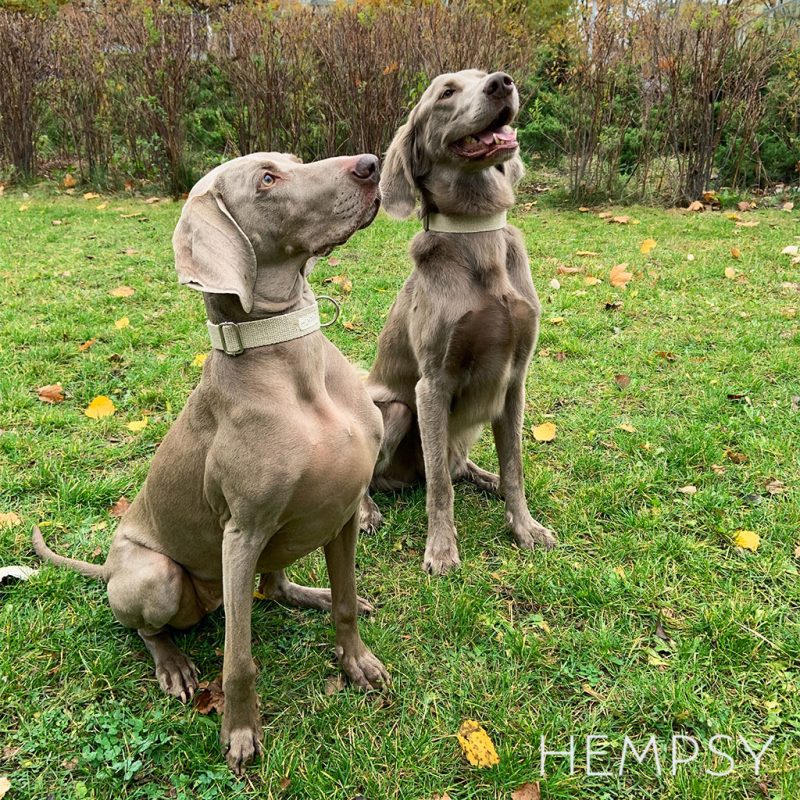 Hempsy – Dog products made from 100% Sustainable Hemp