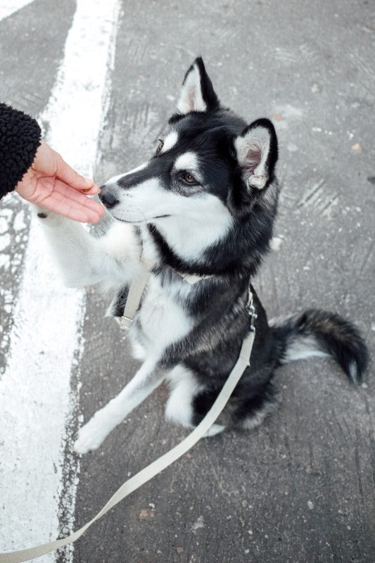 Hempsy – Dog products made from 100% Sustainable Hemp