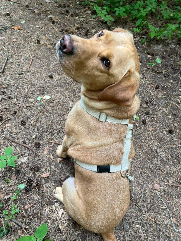 Hempsy – Dog products made from 100% Sustainable Hemp