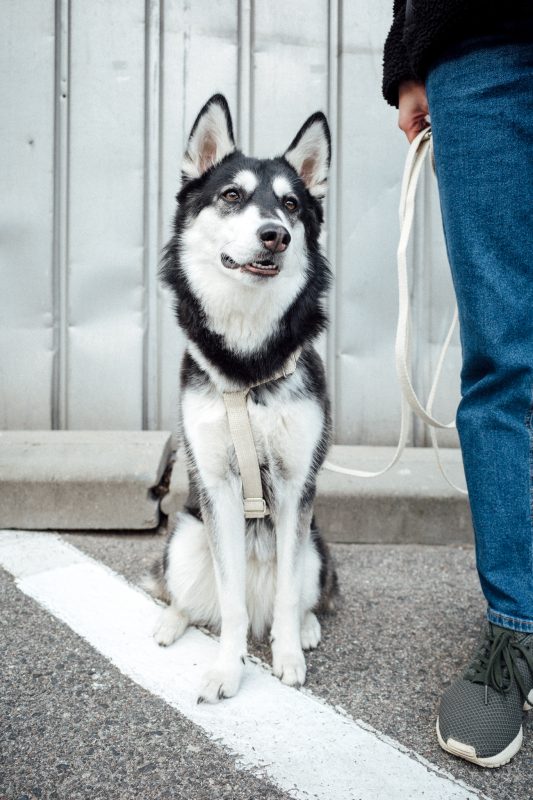Hempsy – Dog products made from 100% Sustainable Hemp