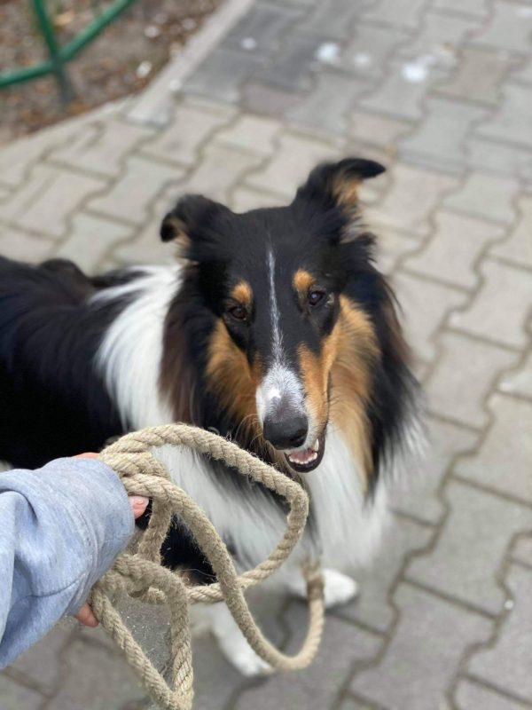 Hempsy – Dog products made from 100% Sustainable Hemp