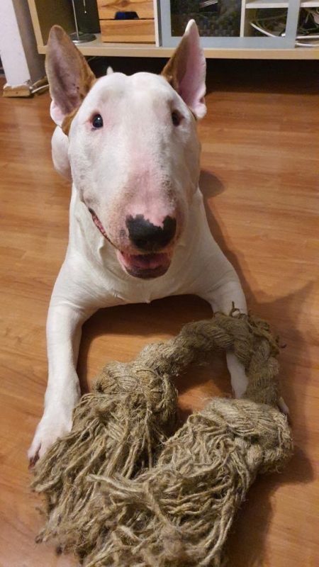 Hempsy – Dog products made from 100% Sustainable Hemp