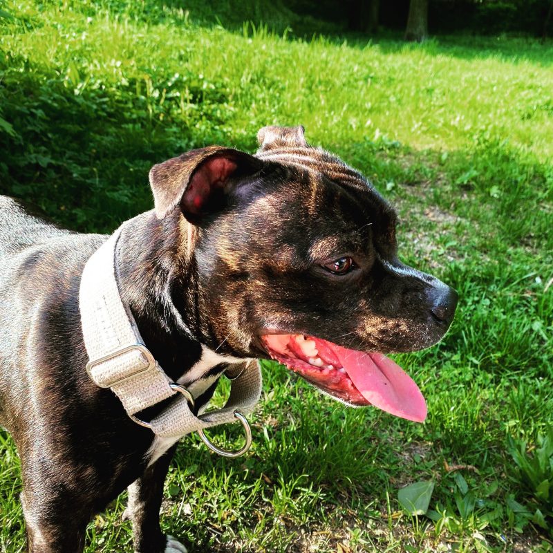 Hempsy – Dog products made from 100% Sustainable Hemp